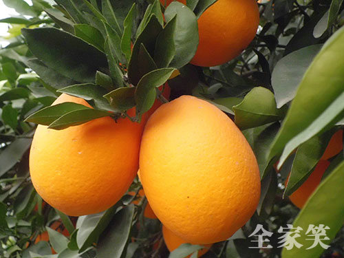 冰糖橙高产优质栽培技术